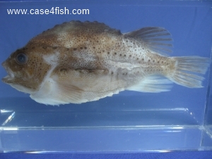 Foto Galerie/Perciformes/Cottoidei/Cyclopterus lumpus/Cyclopterus lumpus_04_S.jpg